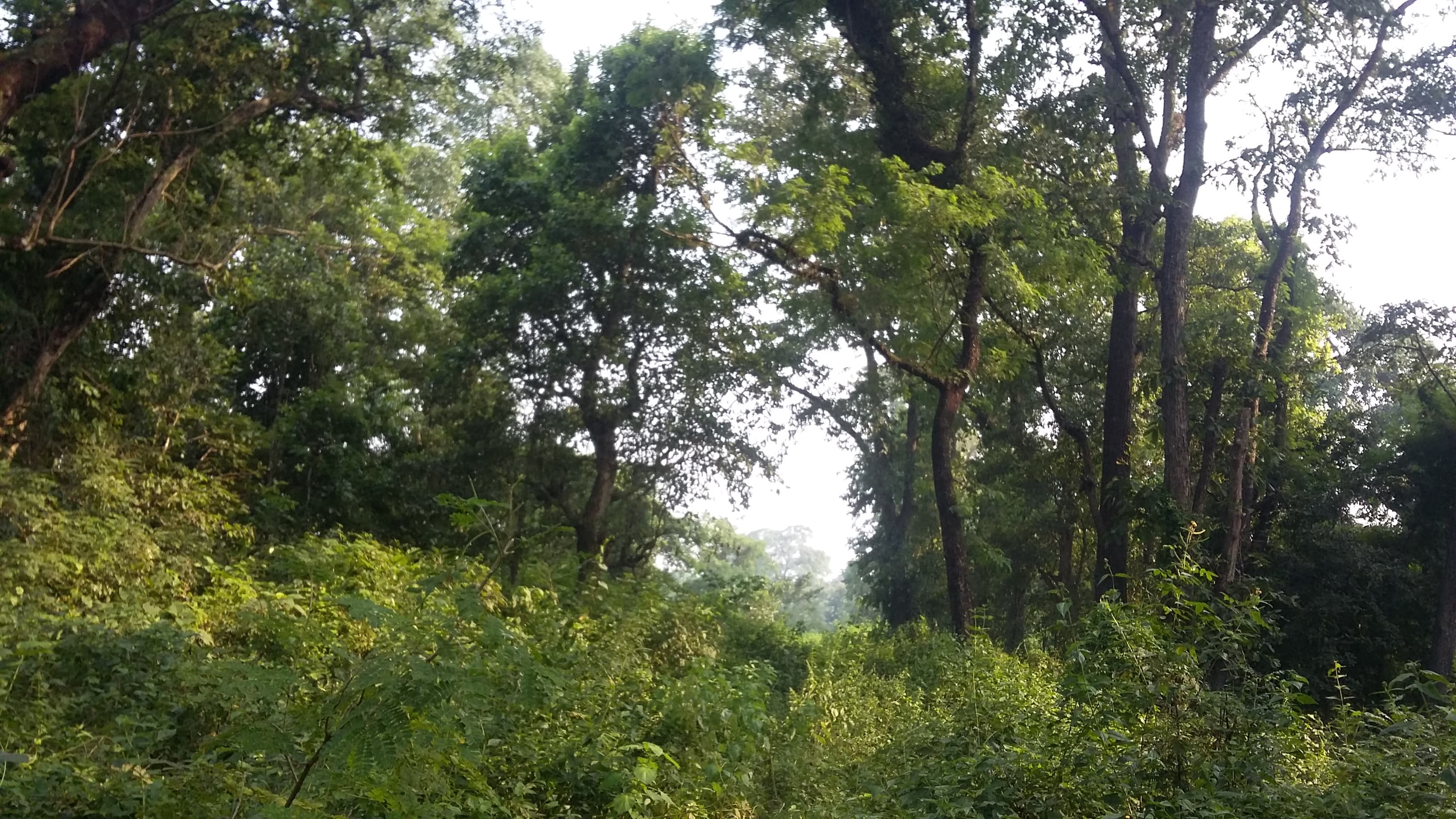 Sal forest in Chitwan National Park