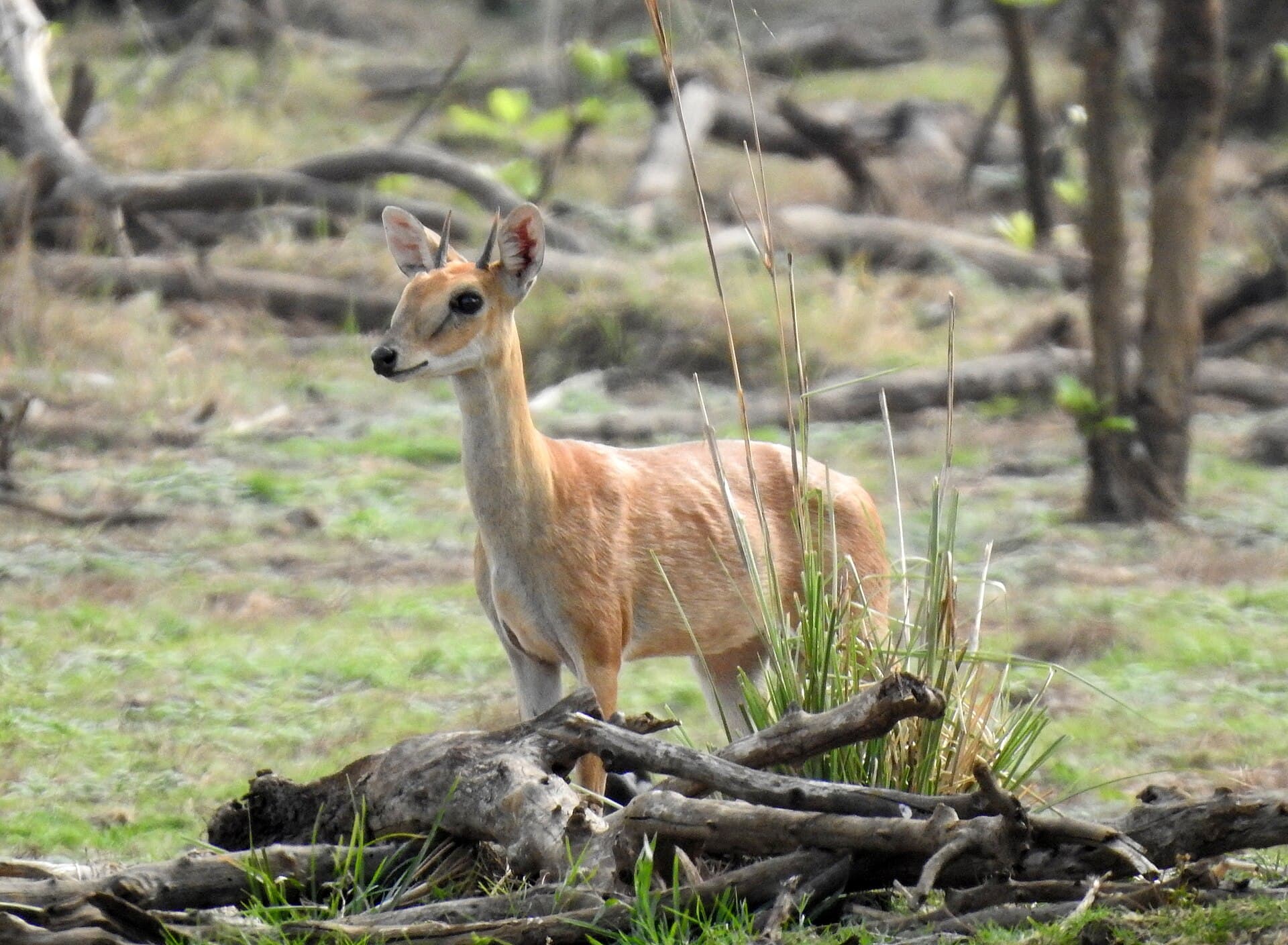 Four-horned antelope (Tetracerus quadricornis)