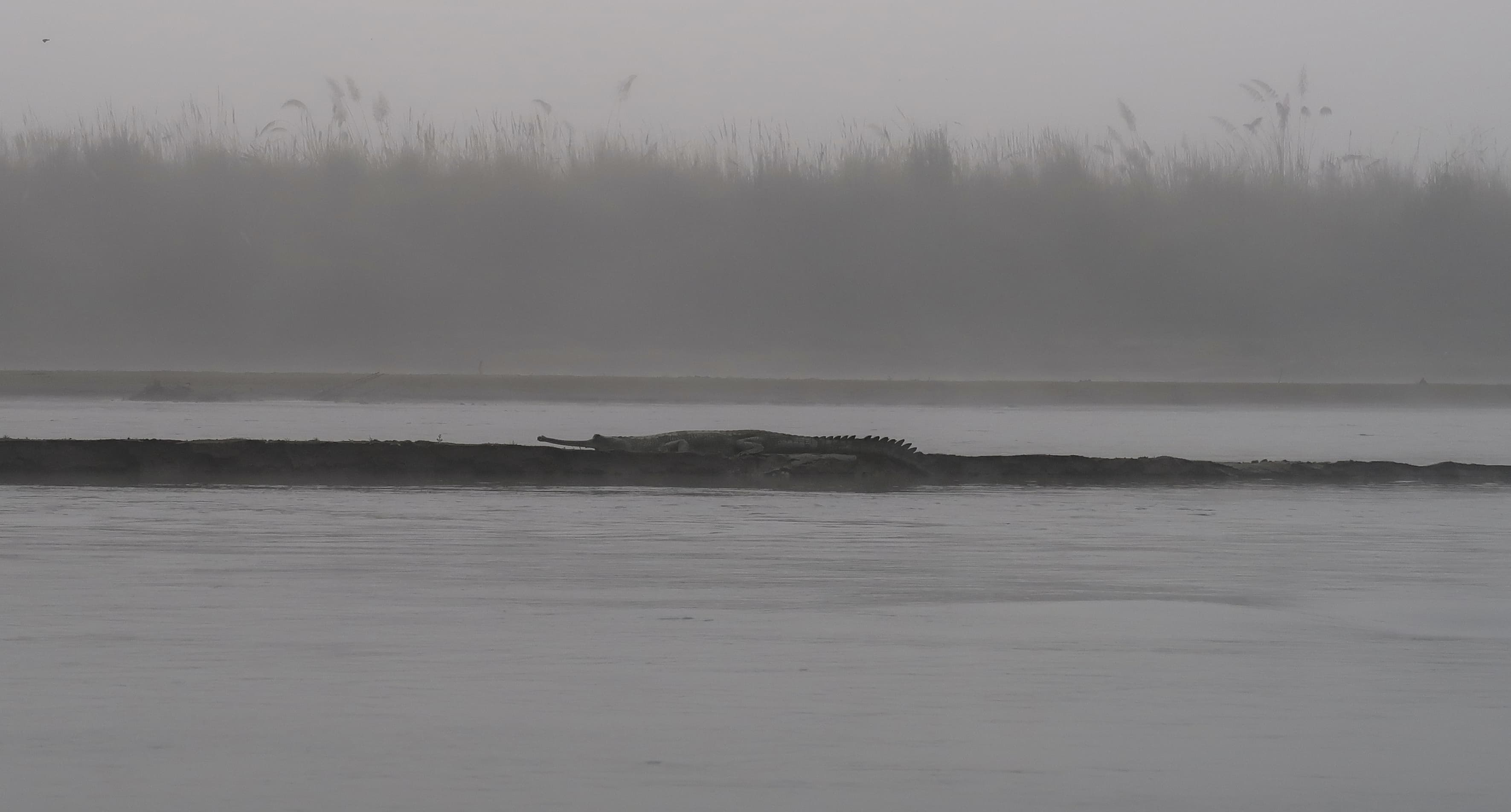 Gharial at Chitwan National Park