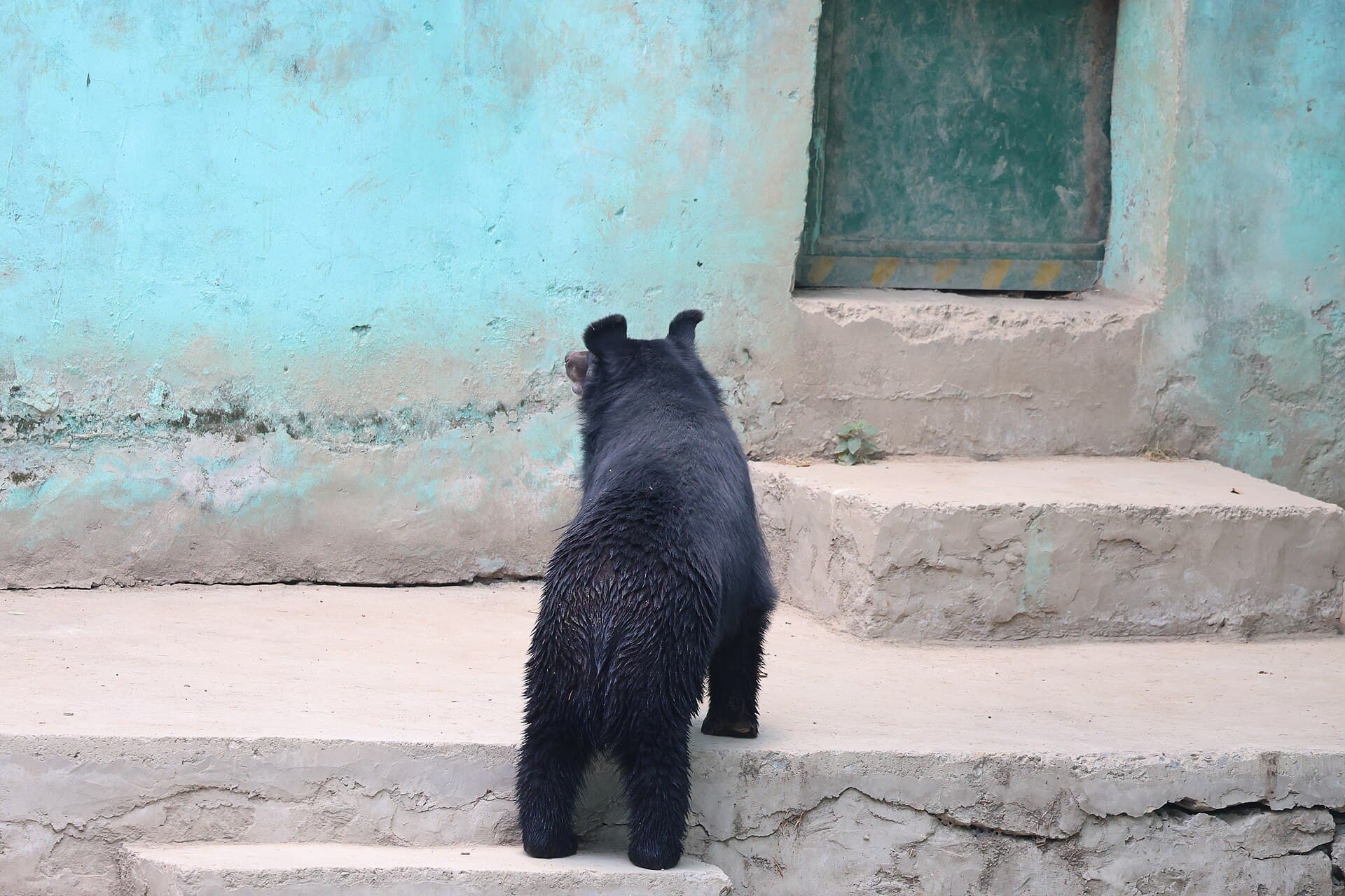 Himalayan black bear