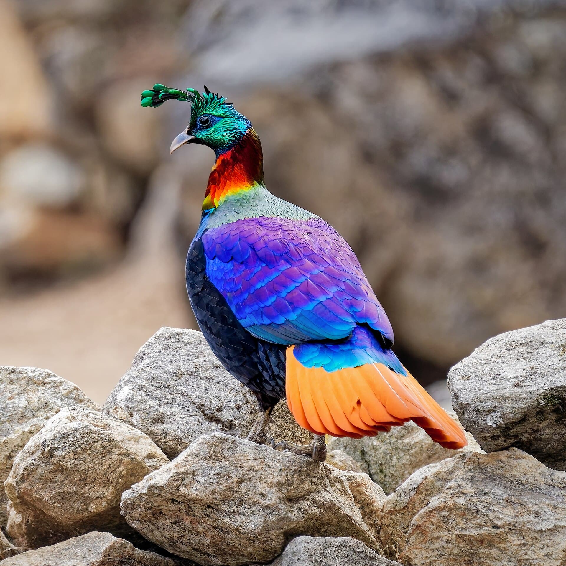 Himalayan monal, Sagarmatha National Park