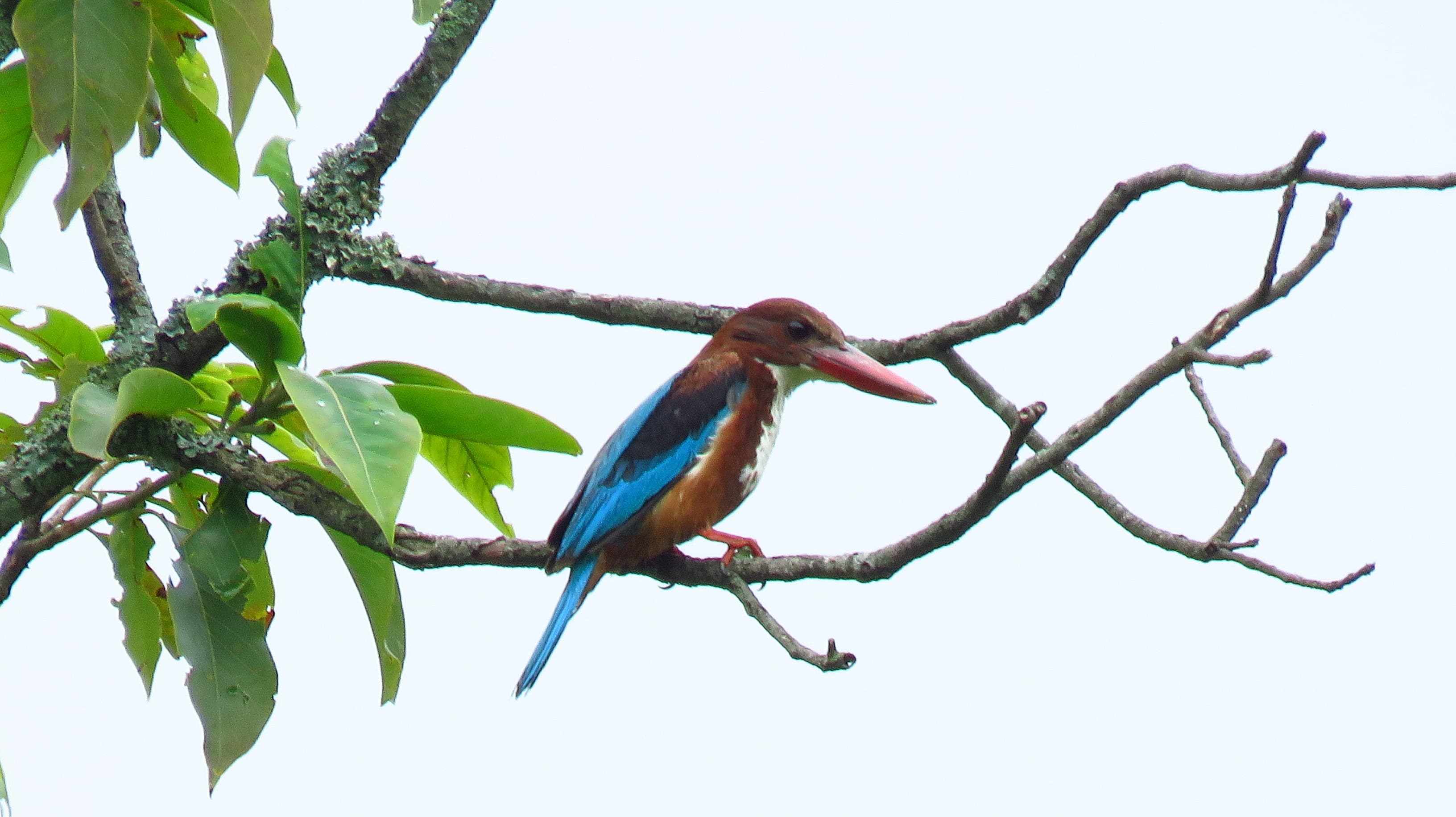White-throated Kingfisher, Nepal