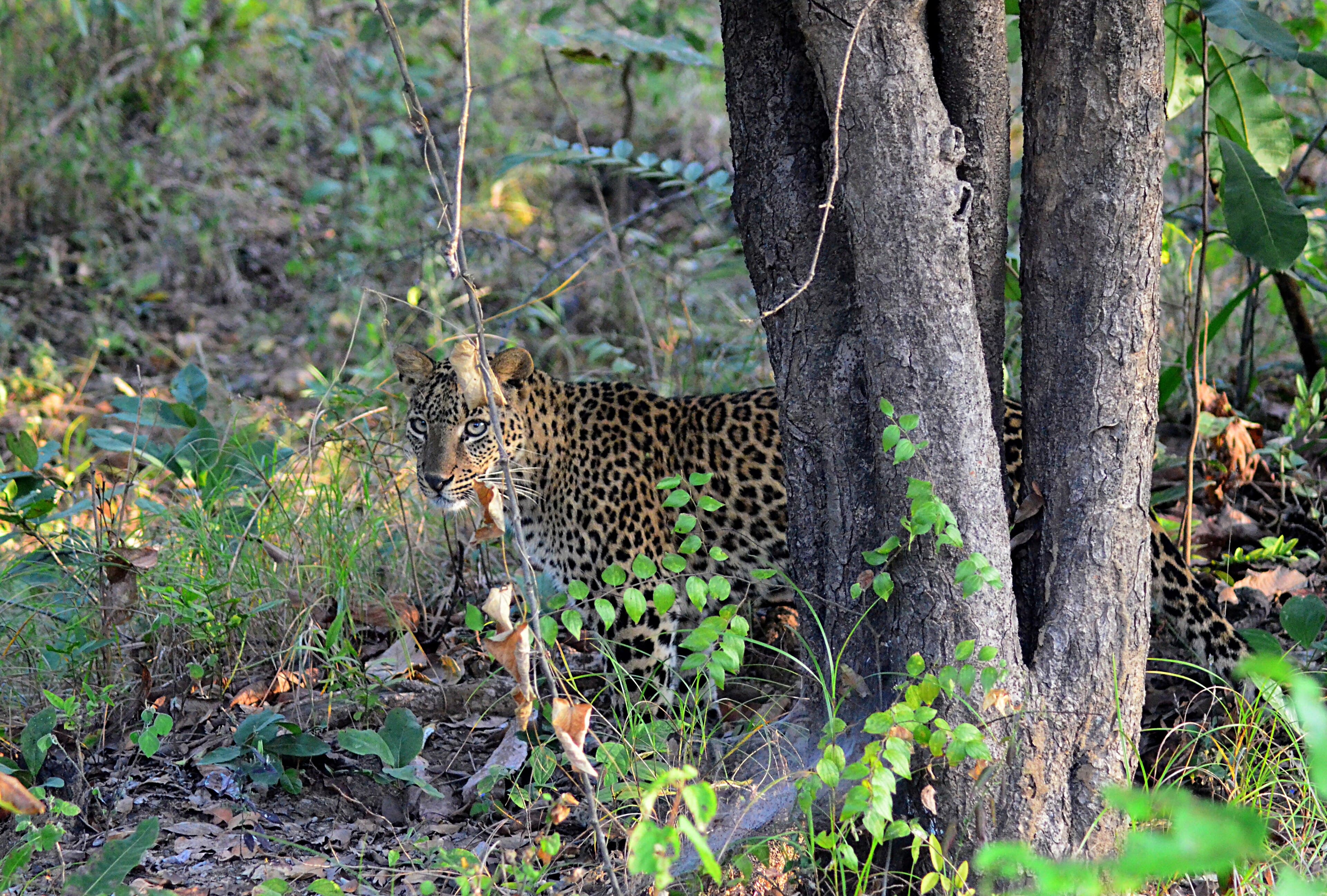 Indian leopard (Panthera pardus fusca)