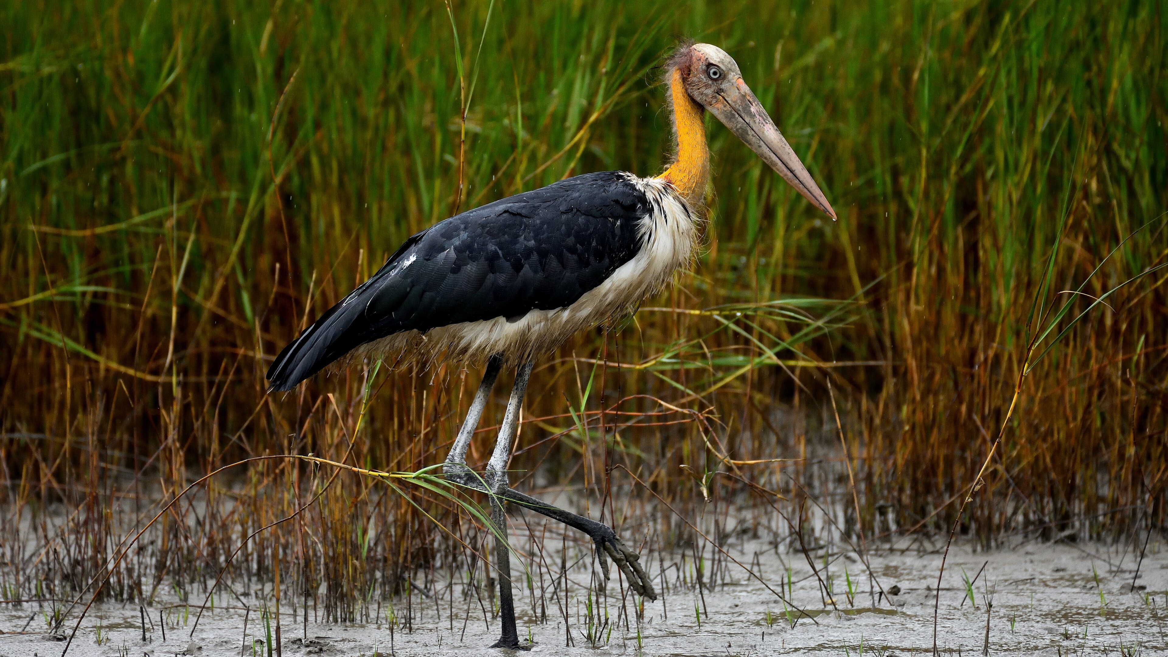 Lesser adjutant (Leptoptilos javanicus)