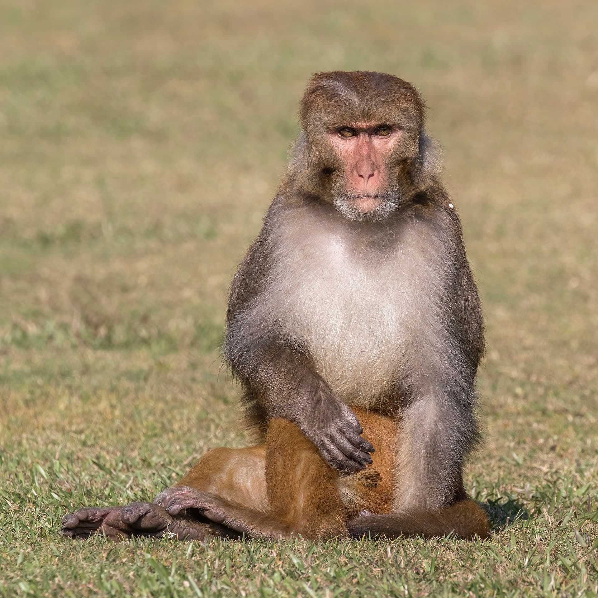 Rhesus macaque (Macaca mulatta)
