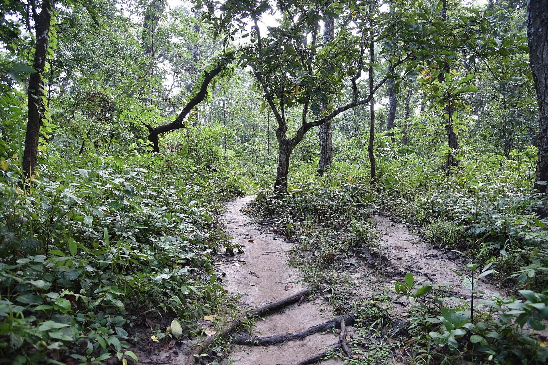 Parsa National Park — Parsa