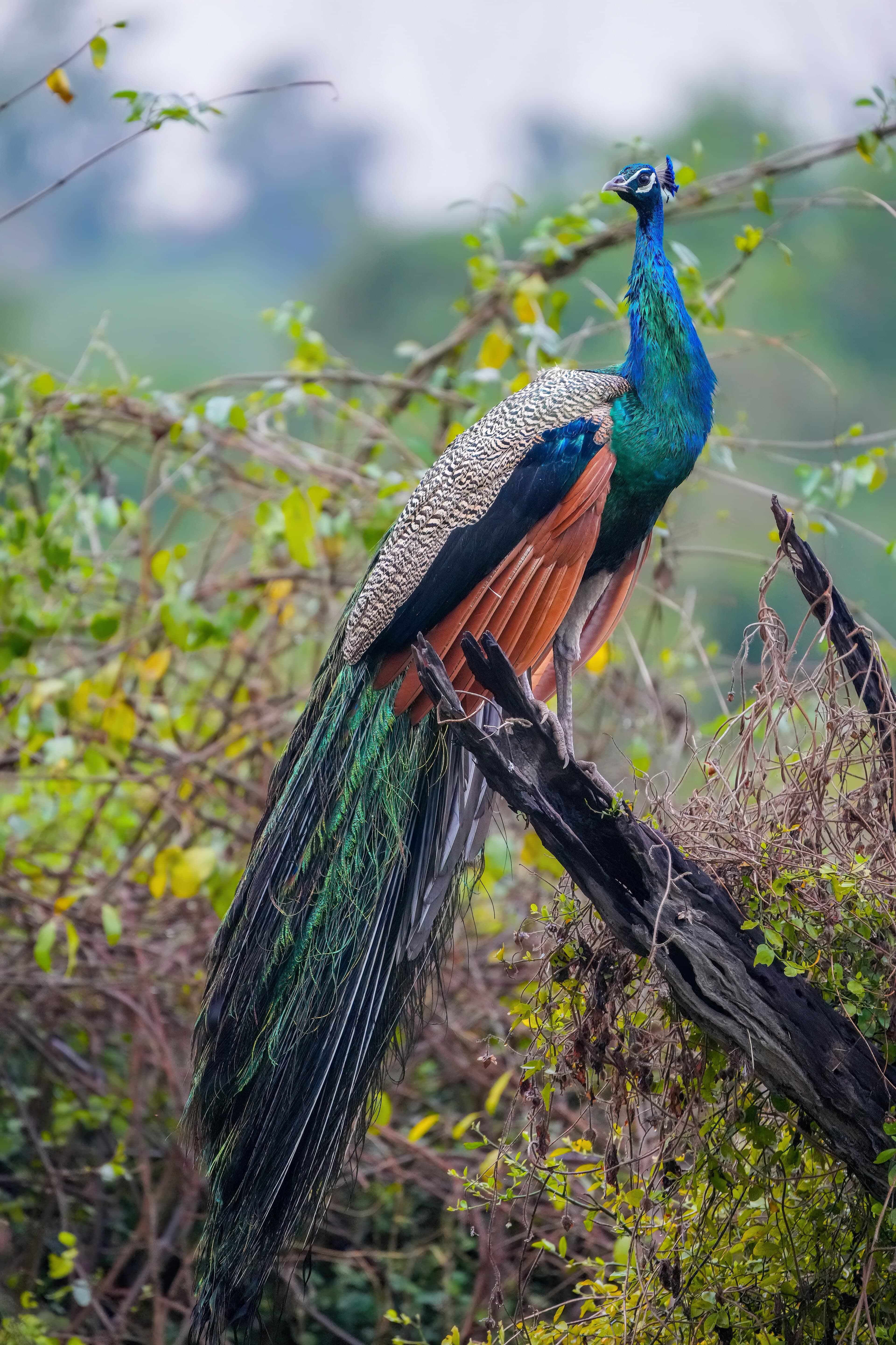 An Indian peafowl