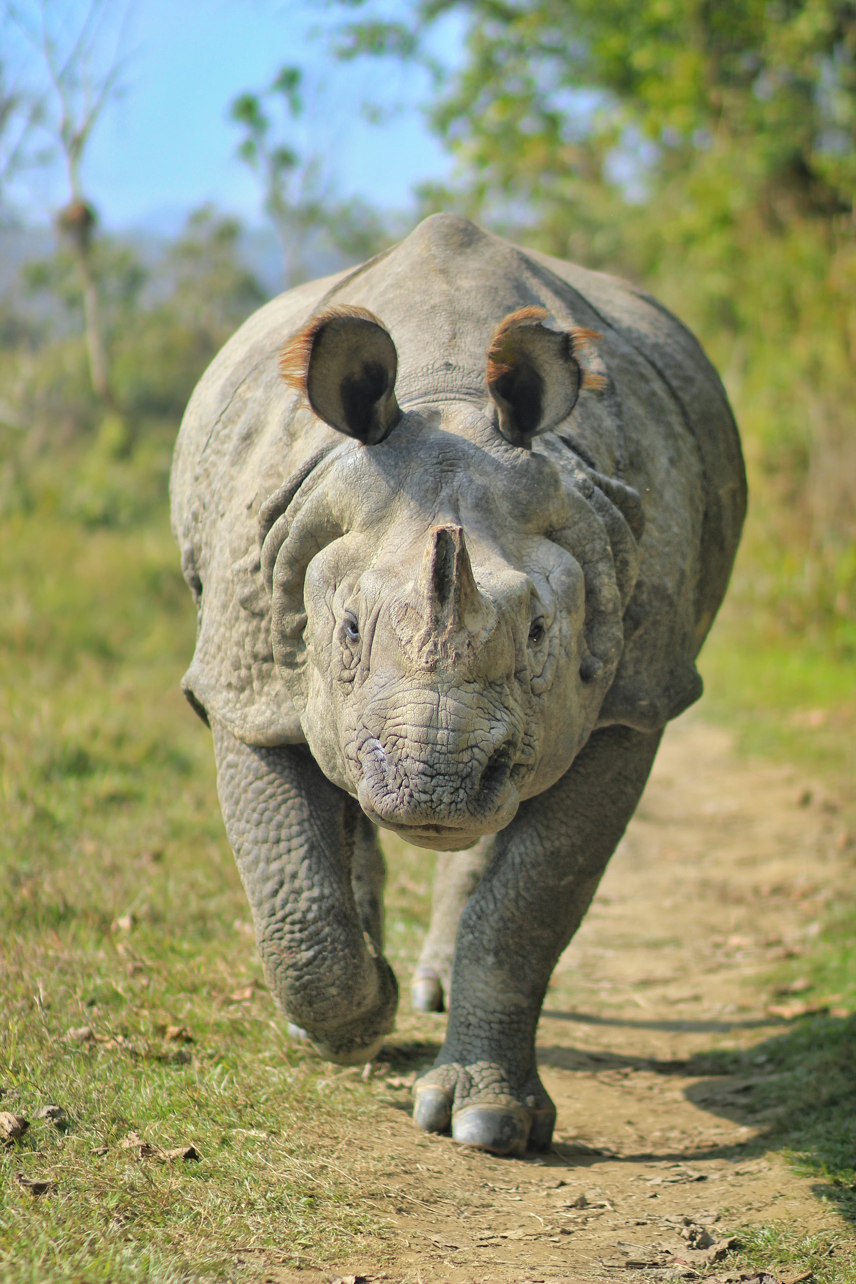 A one-horned rhinoceros at Chitwan National Park