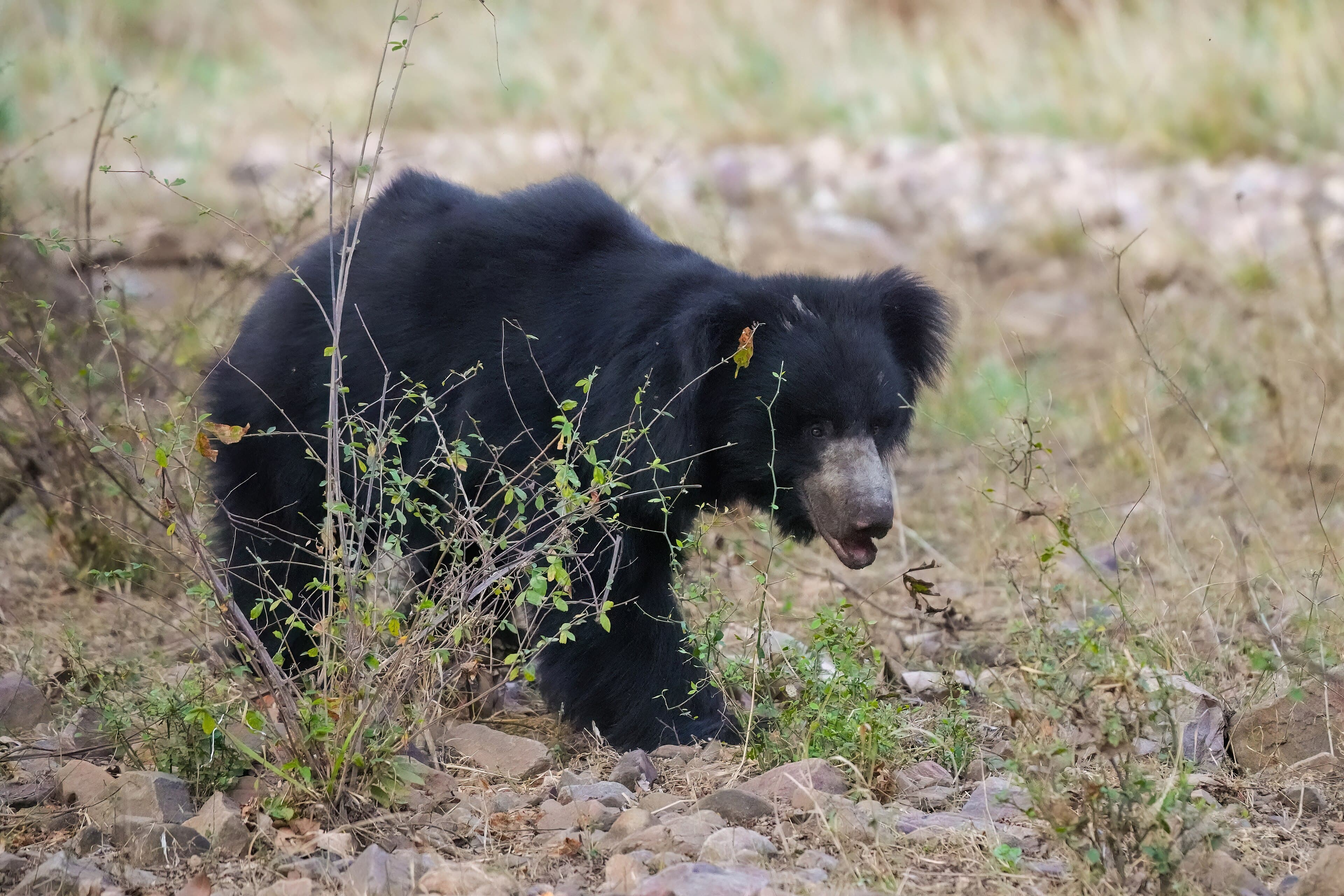 Sloth bear in Ranthambore National Park
