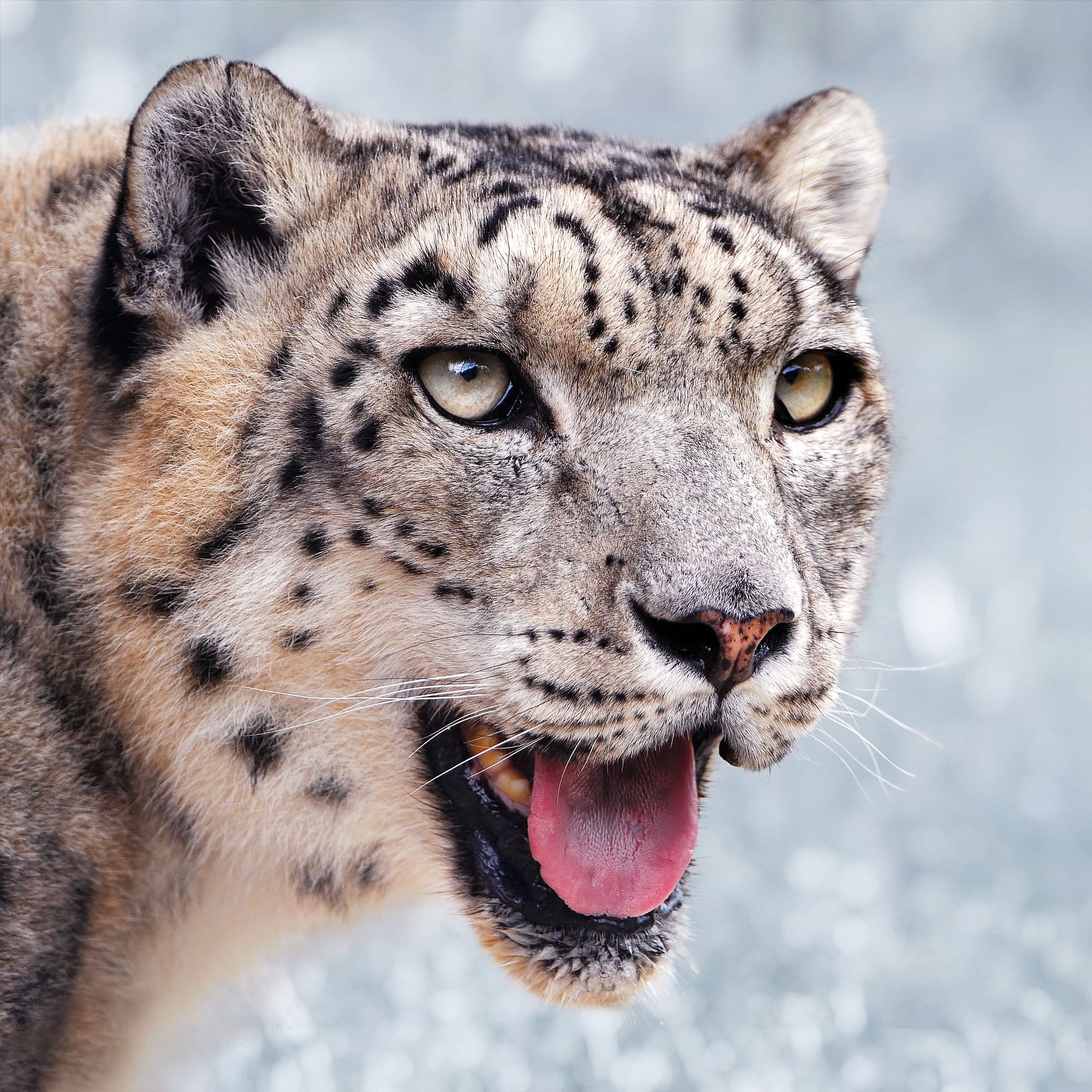 Snow leopard