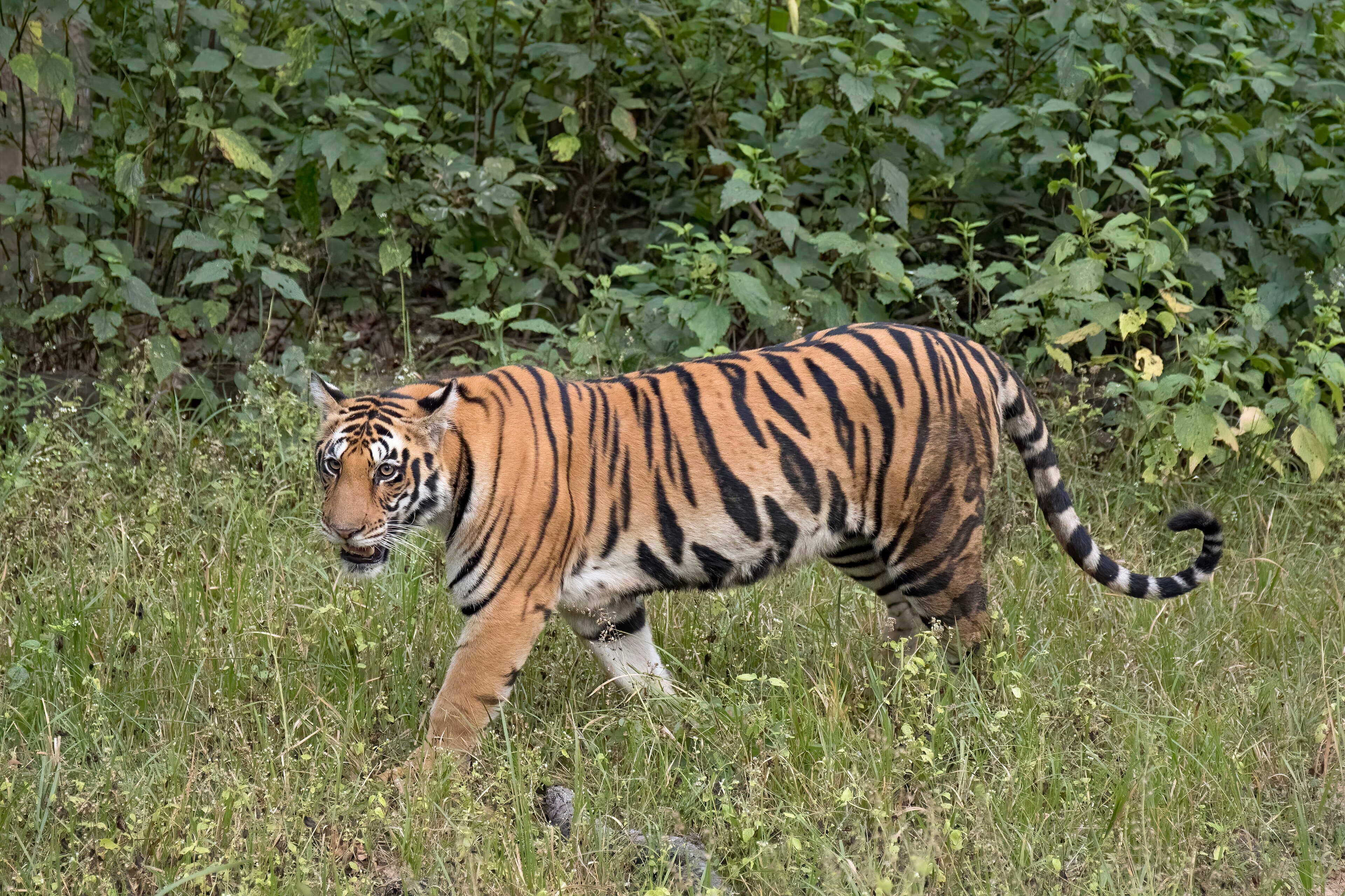 A Bengal tiger